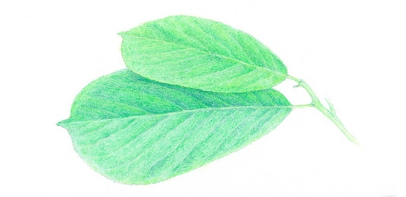 gradation-leaves