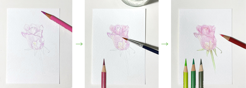 rose-pud-pencil-water